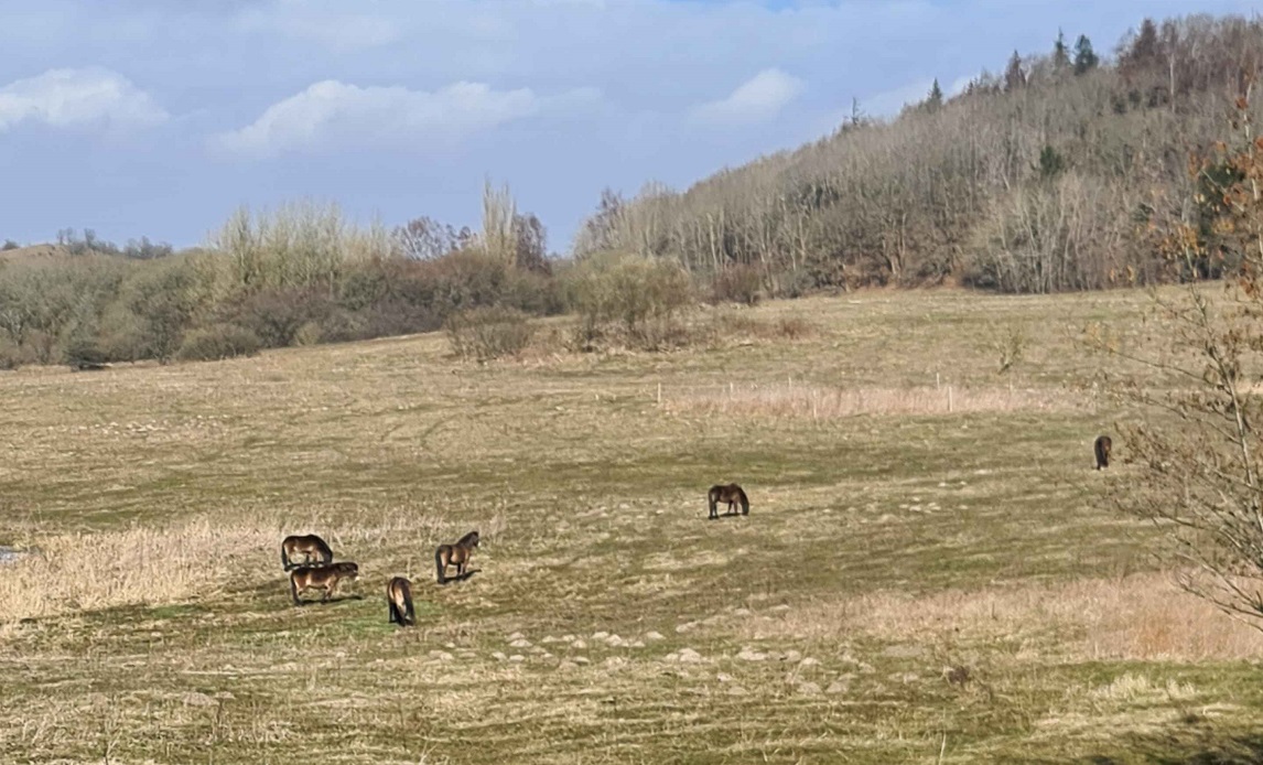 Exmoor heste kulsbjerg